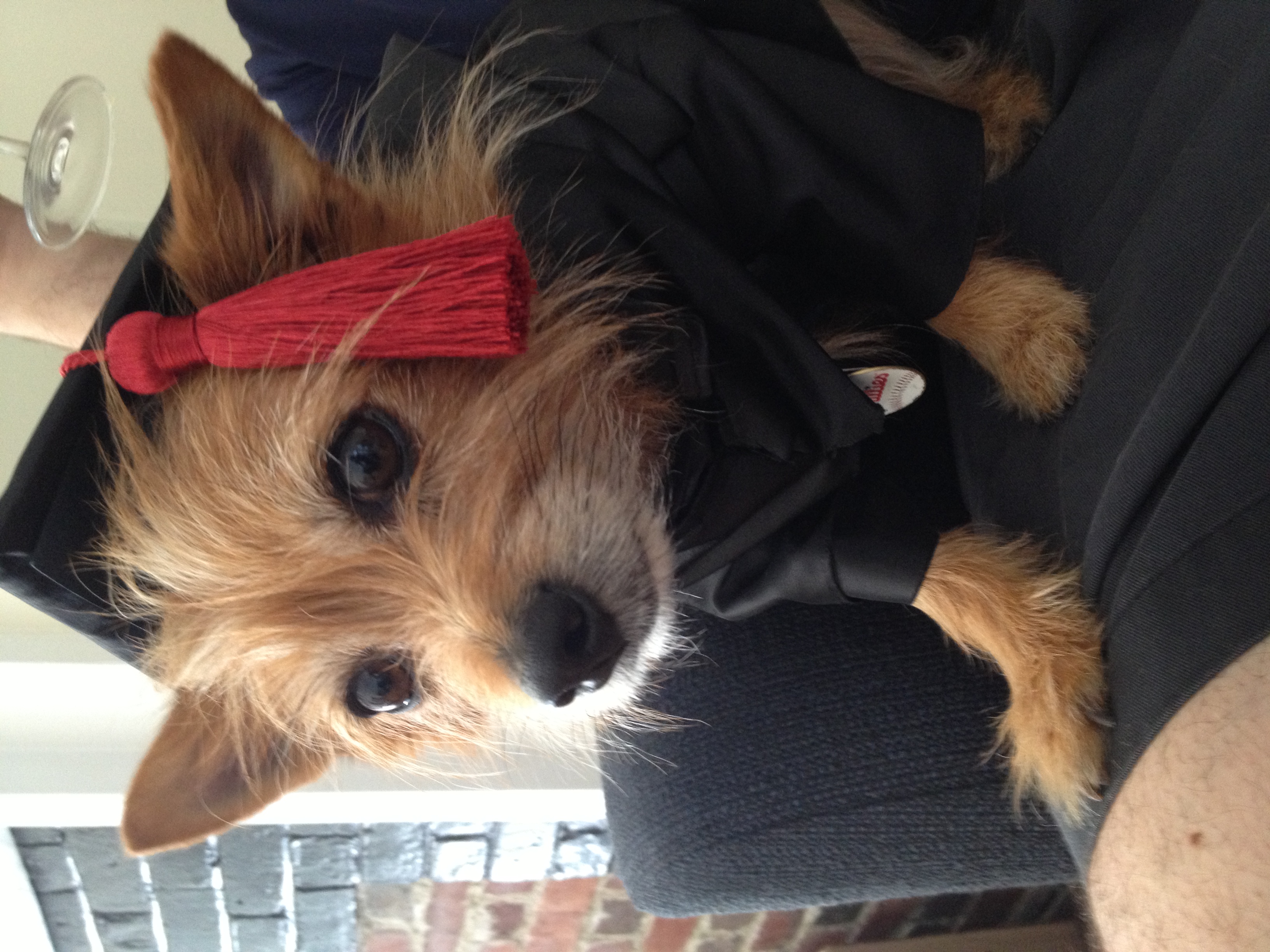 Scooter in action - energetic moment showing his terrier spirit