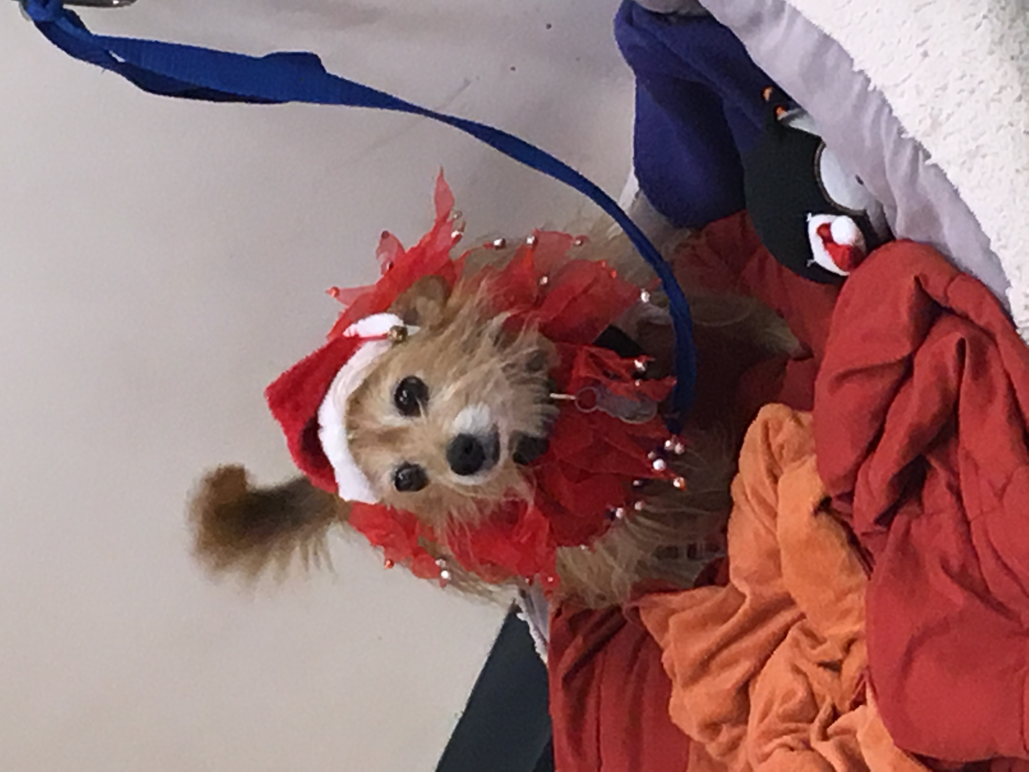 Scooter companion shot - showing his loyal and loving nature